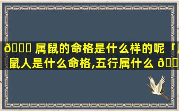 🐋 属鼠的命格是什么样的呢「属鼠人是什么命格,五行属什么 🐱 」